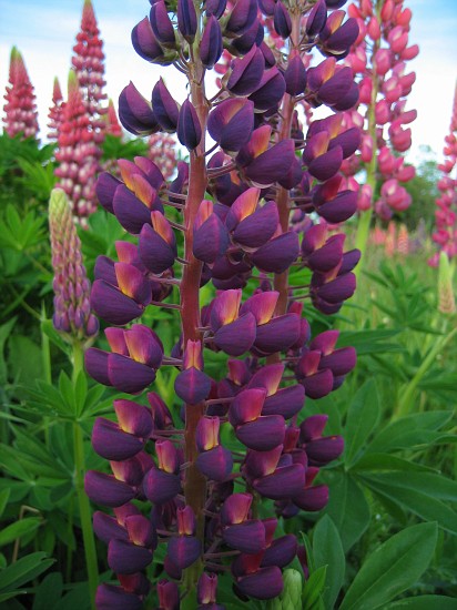 Lupine, near Red Rock, Ontario (North of Superior)