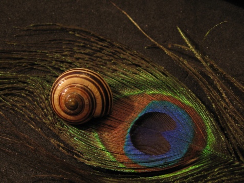 Snail and Feather